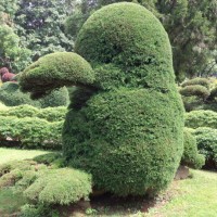 duck shape topiary trimming tree in ooty botanical garden - garden decoration stock pictures, royalty-free photos & images