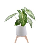 eaf xanthosoma lindenii or yautia tree isolated on white background - garden decoration stock pictures, royalty-free photos & images