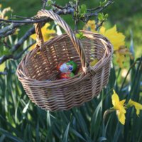 easter basket on yellow daffodils - garden decoration stock pictures, royalty-free photos & images