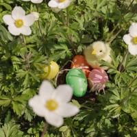 easter eggs and toy chick hidden in nest among sunny day anemone flowers. - garden decoration stockfoto's en -beelden
