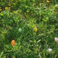 easter eggs hidden in tall green grass - garden decoration stock pictures, royalty-free photos & images