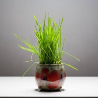 easter still life with grass in a vase. - garden decoration stock pictures, royalty-free photos & images