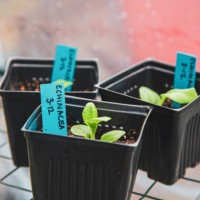 echinacea plants in pots - garden decoration stock pictures, royalty-free photos & images