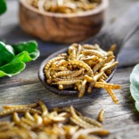 edible insects as meat substitute. mealworm - tenebrio molitor. novel food concept - food stock pictures, royalty-free photos & images