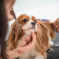 eine chinesische hündin groomer grooming einen cavalier king charles spaniel hund - hairstyle stock-fotos und bilder
