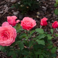 elaine paige roses - garden decoration stock pictures, royalty-free photos & images