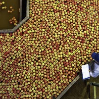 elevated view of male worker controlling apples floating in bath, apple processing factory - food stock pictures, royalty-free photos & images