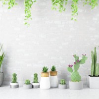 empty wall with green plants and cactuses - home decoration stock pictures, royalty-free photos & images