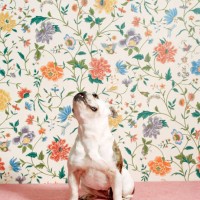 english bulldog sitting on pink carpet, wallpaper background - home decoration stock pictures, royalty-free photos & images