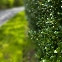 established privacy hedge - garden decoration stock pictures, royalty-free photos & images