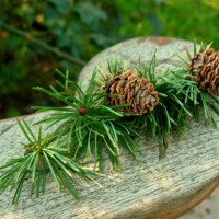 evergreen cones, eugene rose garden - garden decoration stock pictures, royalty-free photos & images