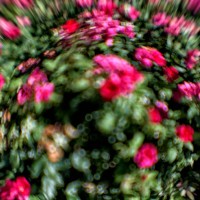 explosion - garden decoration stock pictures, royalty-free photos & images