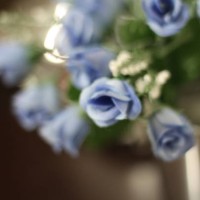 extremely beautiful roses - garden decoration stock pictures, royalty-free photos & images