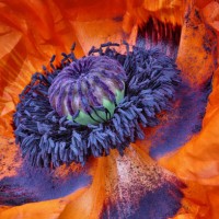 f i r e . p o p p y - garden decoration stock pictures, royalty-free photos & images