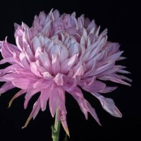 fading pink bloom on black 528 - garden decoration stock pictures, royalty-free photos & images