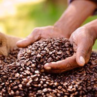 fair trade farming is best for coffee bean produce - coffee stock pictures, royalty-free photos & images