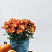 fall decor with pumpkins and flowers - home decoration stock pictures, royalty-free photos & images