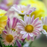 fall mum flowers - garden decoration stock pictures, royalty-free photos & images