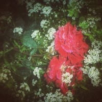 fallen - garden decoration stock pictures, royalty-free photos & images