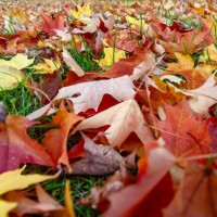 fallen maple leaves - garden decoration stock pictures, royalty-free photos & images