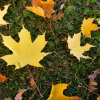fallen yellow and brown autumn maple leaves in the forest or park, on the green grass. - garden decoration stock pictures, royalty-free photos & images