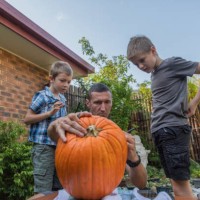 family carving a halloween pumpkin - garden decoration stock-fotos und bilder
