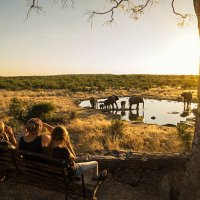 family watching elephants - travel stock pictures, royalty-free photos & images