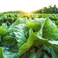 farm field with cabbage, organic food, organic farm, organic farming, healthy lifestyle, healthy food, healthy eating, farm to table - food stock pictures, royalty-free photos & images