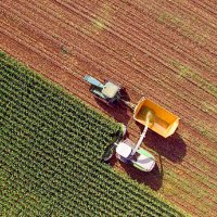 farm machines harvesting corn for feed or ethanol - food stock pictures, royalty-free photos & images