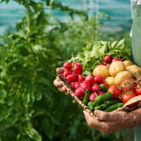 farmer holding basket with vegetables - food stock pictures, royalty-free photos & images