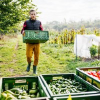 farmer loading van with freshly harvested vegetables - food stockfoto's en -beelden