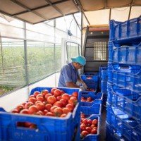 farmer man stacks tomatoes to crate for post-harvest distribution. - food stock pictures, royalty-free photos & images