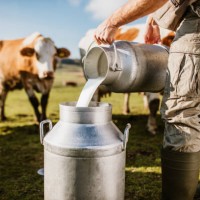 farmer pouring raw milk into container - food stock pictures, royalty-free photos & images