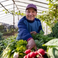 farmer selling organic vegetables at a farmer's market - garden decoration photos et images de collection