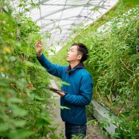 farmer using a digital tablet in a greenhouse - food stock pictures, royalty-free photos & images