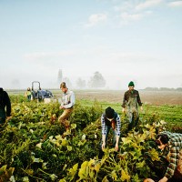 farmers harvesting organic squash in field - food stock pictures, royalty-free photos & images