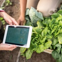 farmers using digital tablet app for smart farming in greenhouse - food stock pictures, royalty-free photos & images