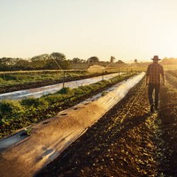feeding the world one seedling at a time - food stock pictures, royalty-free photos & images