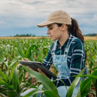 female agronomist examining leaves of corn crops while using digital tablet - food stock pictures, royalty-free photos & images