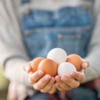 female egg farmer - food stockfoto's en -beelden