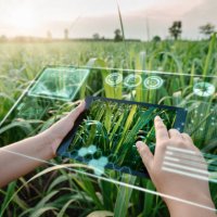 female farm worker using digital tablet with virtual reality artificial intelligence (ai) for analyzing plant disease in sugarcane agriculture fields. technology smart farming and innovation agricultural concepts. - food stoc