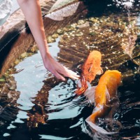 female hand gently touching water in a koi pond with colorful fish swimming. - garden decoration stockfoto's en -beelden