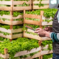 female worker checking lettuce shipment using digital tablet - food stock pictures, royalty-free photos & images