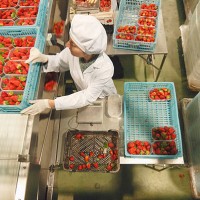 female worker working in food production factory, overhead view - food stock pictures, royalty-free photos & images