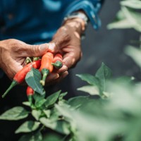 fermez-vous vers le haut de l’agriculteur mâle moyen chinois asiatique moyen à la main retenant le piment - food photos et images de collection