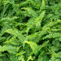 fern plant background: a lush and exotic image - garden decoration stock pictures, royalty-free photos & images