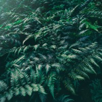 ferns - garden decoration stock pictures, royalty-free photos & images