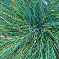 festuca ovina glauca elijah blue - garden decoration stock pictures, royalty-free photos & images