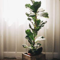 ficus lirata bambino in a pot on a white background. growing potted house plants, green home decor, care and cultivation - garden decoration stock pictures, royalty-free photos & images