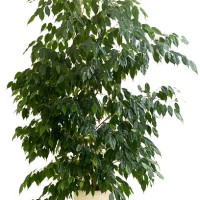 ficus tree in tan flowerpot on white background - home decoration stock pictures, royalty-free photos & images